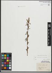 Foto von Salix purpurea L. x Salix viminalis L.